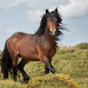 RANCHO RIO HORSE SALES