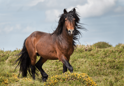 RANCHO RIO HORSE SALES