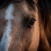HORSE SALES SPRING CLASSIC