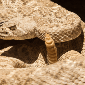 MF SNAKES ON THE MF TRAILS