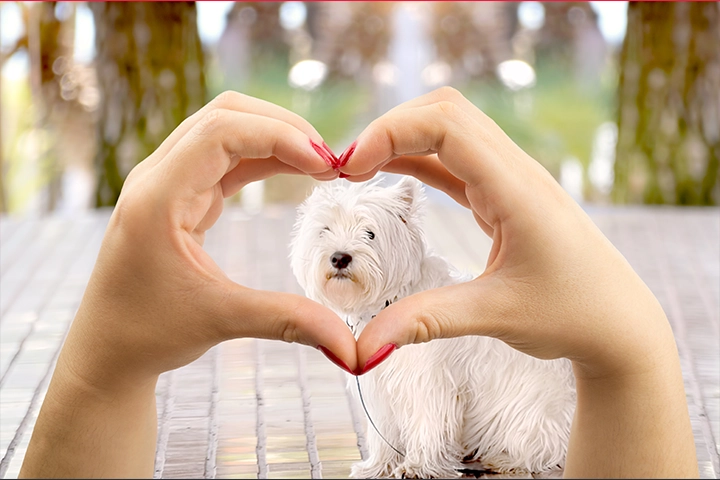 For the Love of Dogs Breakfast Buffet