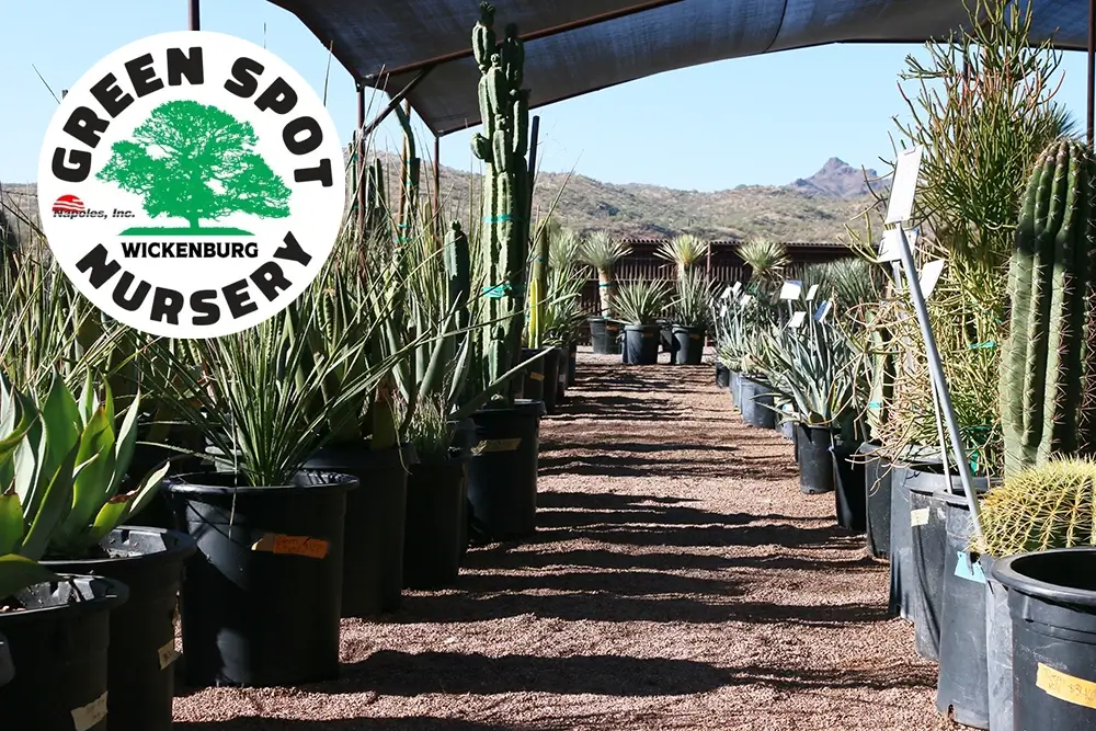 Green Spot Nursery Hero
