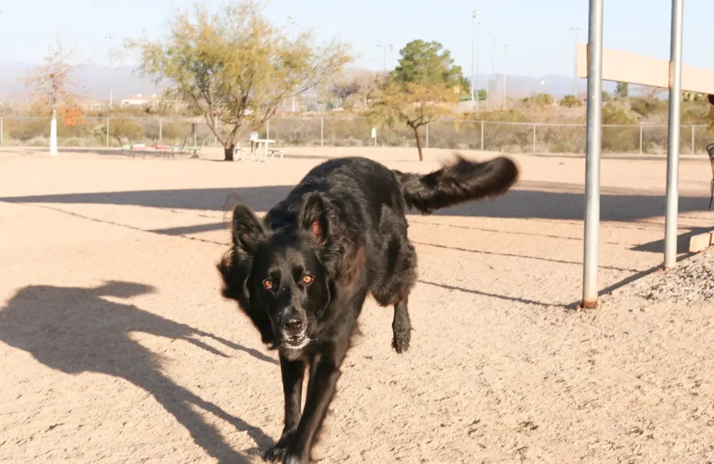 Wickenburg Social Dog Days Of Summer Revo