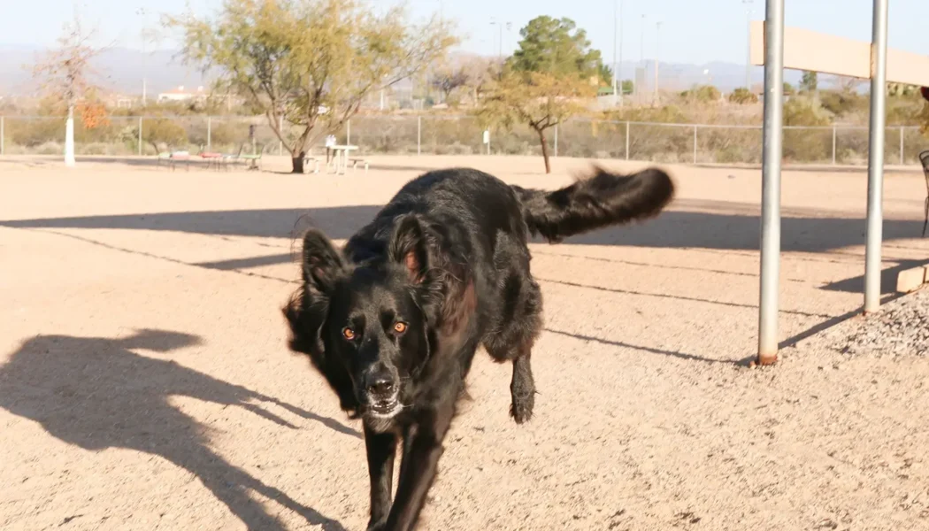Wickenburg Social Dog Days Of Summer Revo