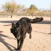 Wickenburg Social Dog Days Of Summer Revo