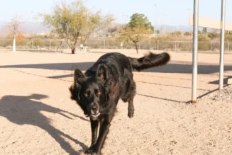 Wickenburg Social Dog Days Of Summer Revo