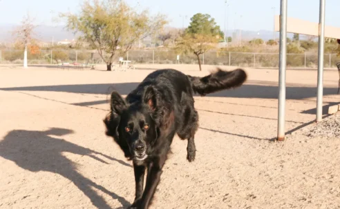 Wickenburg Social Dog Days Of Summer Revo
