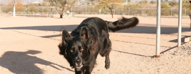 Wickenburg Social Dog Days Of Summer Revo