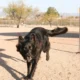 Wickenburg Social Dog Days Of Summer Revo
