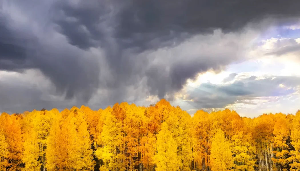 PPlummer_Fall_Storm_over_Aspens_1322175191_198341769 copy
