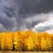 PPlummer_Fall_Storm_over_Aspens_1322175191_198341769 copy