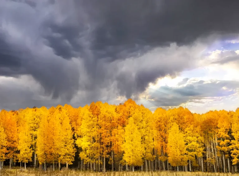 PPlummer_Fall_Storm_over_Aspens_1322175191_198341769 copy