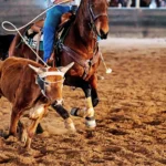 The Team Roping Capital of the World Rides Again
