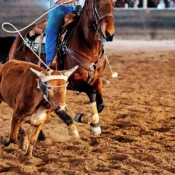 The Team Roping Capital of the World Rides Again