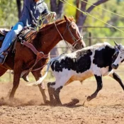 Wickenburg Social Team Roping Capital Of The World