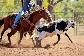 Wickenburg Social Team Roping Capital Of The World