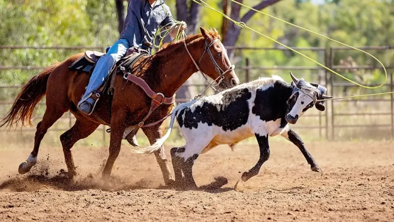 Wickenburg Social Team Roping Capital Of The World