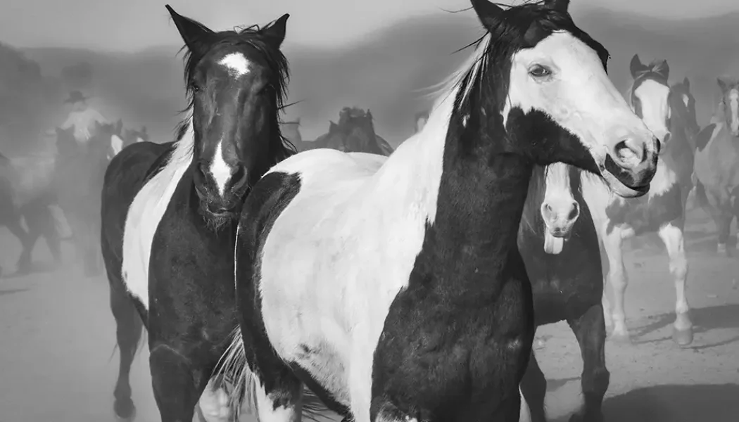 Wickenburg Social Horses of Los Cabelleros