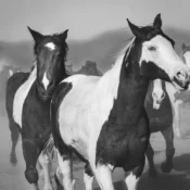 Wickenburg Social Horses of Los Cabelleros