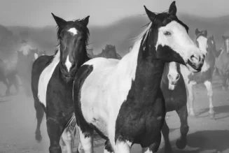 Wickenburg Social Horses of Los Cabelleros