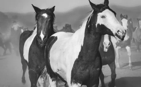 Wickenburg Social Horses of Los Cabelleros