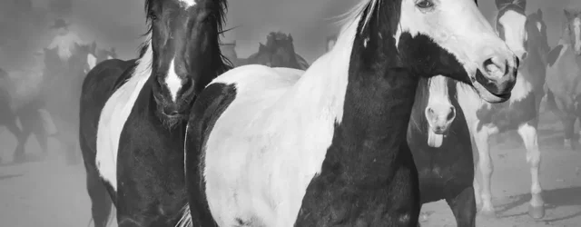 Wickenburg Social Horses of Los Cabelleros