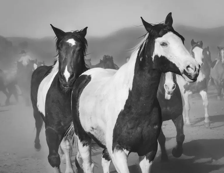 Wickenburg Social Horses of Los Cabelleros
