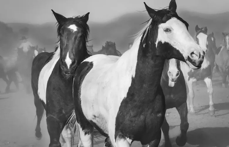 Wickenburg Social Horses of Los Cabelleros