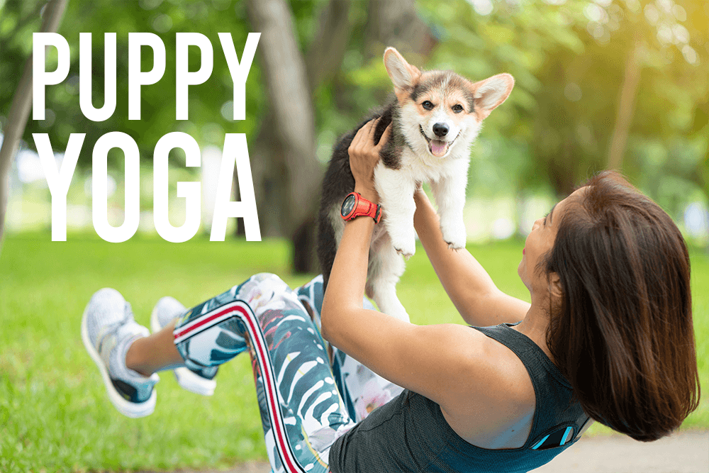 Puppy yoga At Rancho Caballeros
