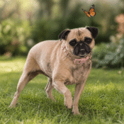 Lucy In The Sky