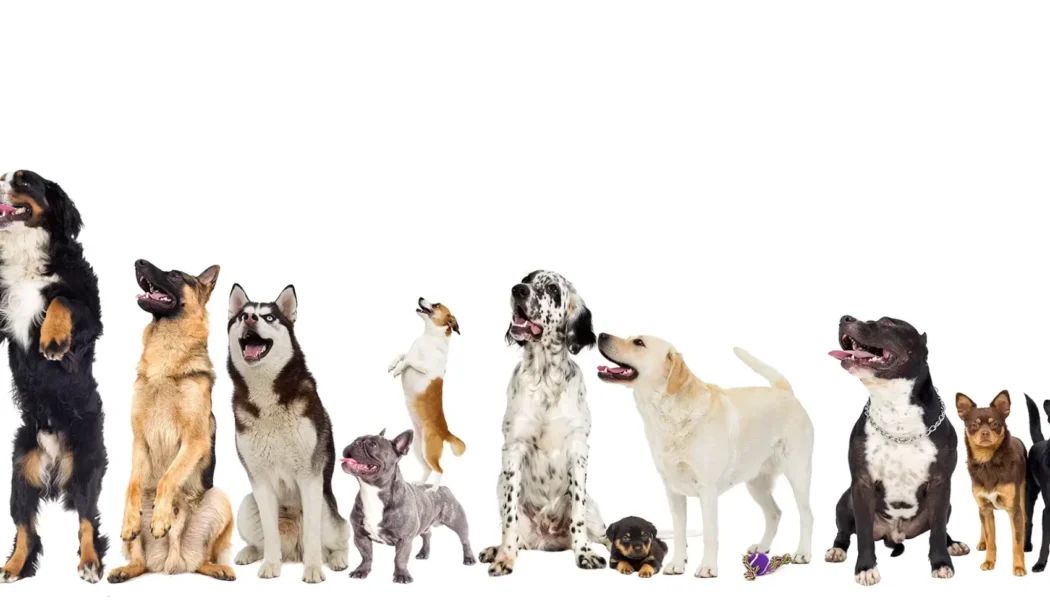 Dog Of The Week Wickenburg Social