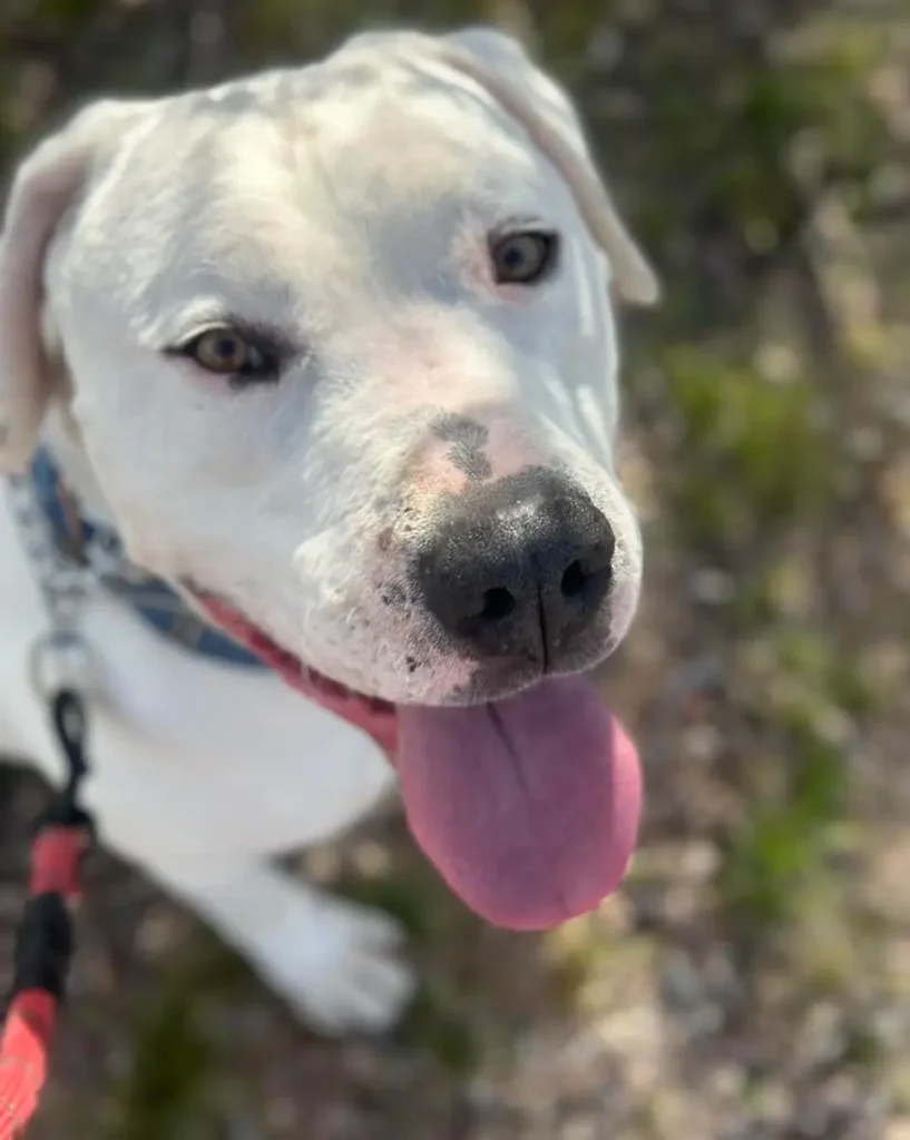 Archie 2