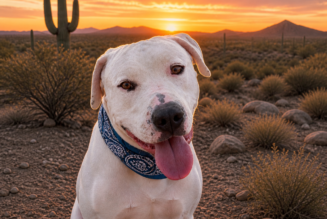 Wickenburg Dog of the Week: Meet Archie