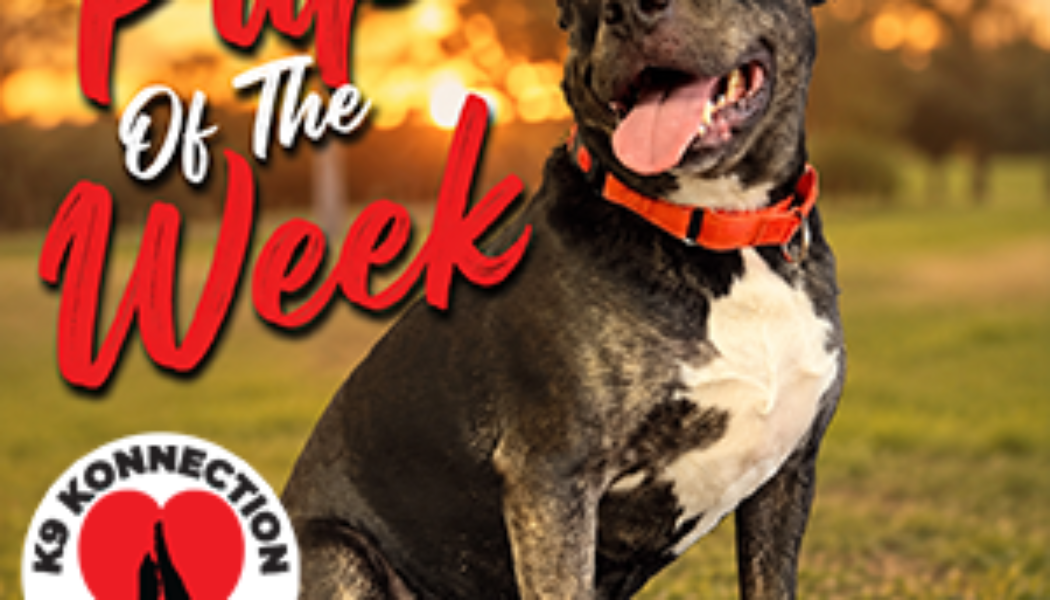 K9 Konnection Ladybug wickenburg Social