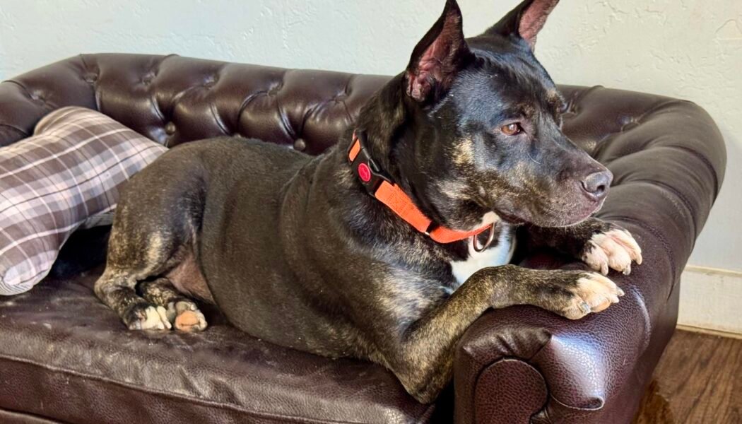 Ladybug - Pup of the Week 3