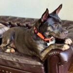 Ladybug - Pup of the Week 3