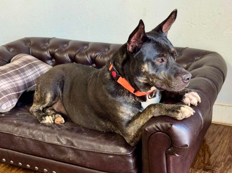 Ladybug - Pup of the Week 3