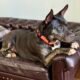 Ladybug - Pup of the Week 3