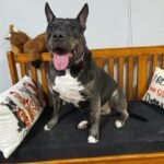 Ladybug - Pup of the Week 4