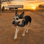 K9 Konnection_Mack_Wickenburg Social