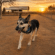 K9 Konnection_Mack_Wickenburg Social