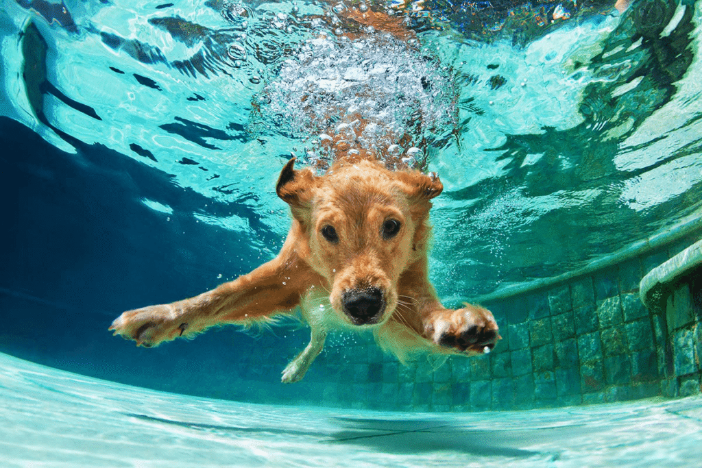 golden-retriever-diving-to-bottom-of-pool-Wickenburg Social