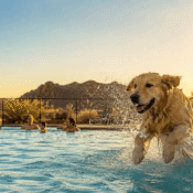 Dog Days Of Summer In Wickenburg_Wickenburg Social