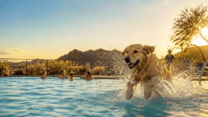 Dog Days Of Summer In Wickenburg_Wickenburg Social