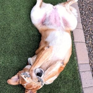 halo-belly-rub-square_Wickenburg Social