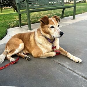 halo-marley-park-square_Wickenburg Social