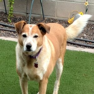 halo-yard-standing-square_Wickenburg Social